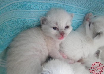 chaton mâle - 14 jours - Chatterie Ragdolls du Val de Beauvoir